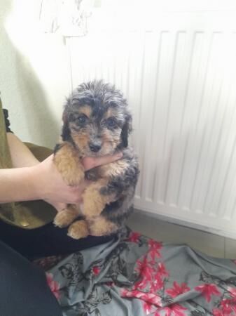 BEAUTIFUL JACK RUSSELL X POODLE PUPPIES for sale in Sturminster Newton, Dorset - Image 5