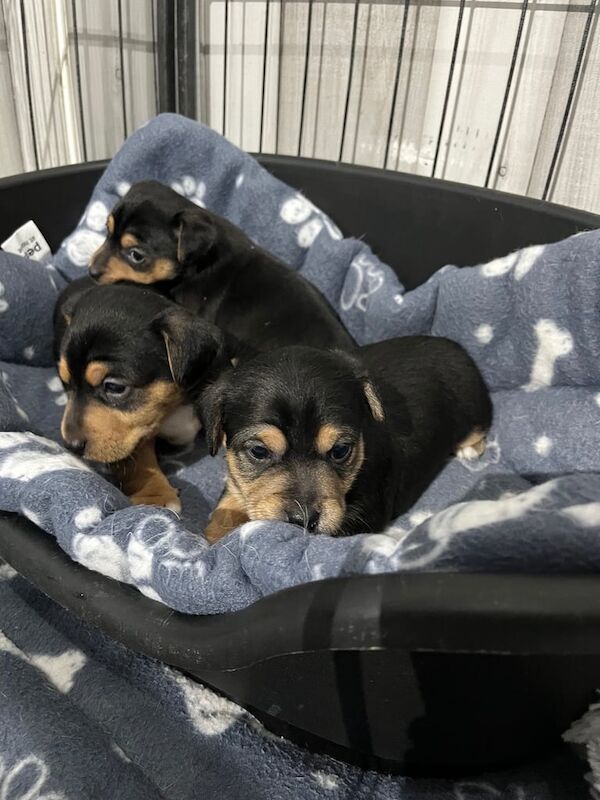 Jack Russell puppies for sale in Sheffield, South Yorkshire – 4 months old - Image 1 of 3