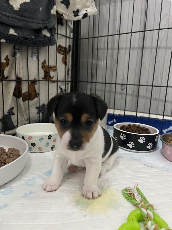 Jack Russell puppies for sale in Sheffield, South Yorkshire – 4 months old - Image 2 of 3