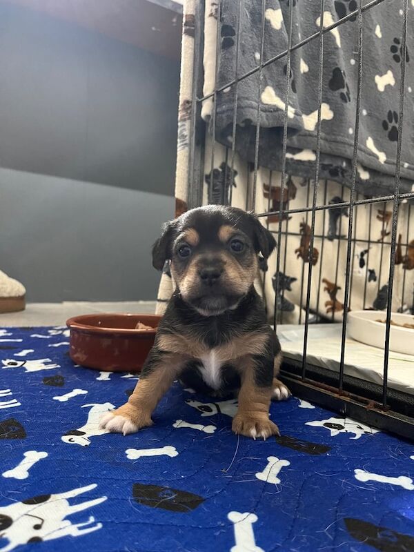 Beautiful jack Russell's for sale in Sheffield, South Yorkshire - Image 3