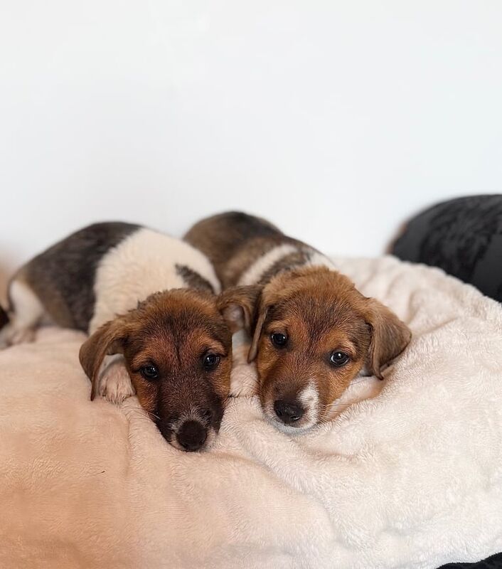 Jack Russell puppies for sale in Chichester, West Sussex – 8 weeks old