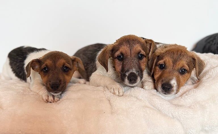 Jack Russell puppies for sale in Chichester, West Sussex – 8 weeks old - Image 2 of 3