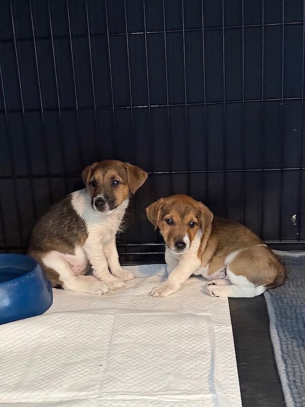 Jack Russell puppies for sale in Chichester, West Sussex – 8 weeks old - Image 3 of 3