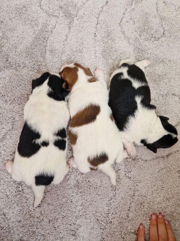 Beautiful Jack Russells for sale in South Lanarkshire | Image 2