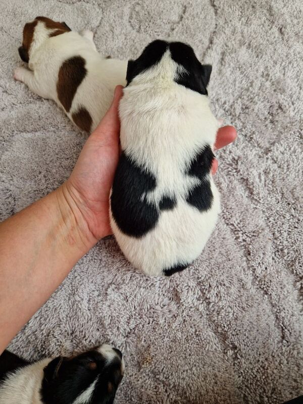 Beautiful Jack Russells for sale in South Lanarkshire | Image 3