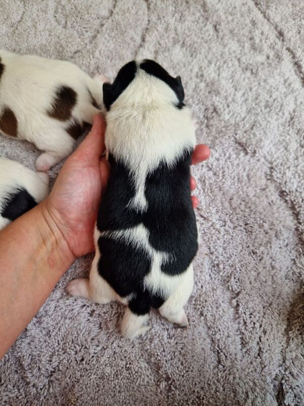 Beautiful Jack Russells for sale in South Lanarkshire - Image 4