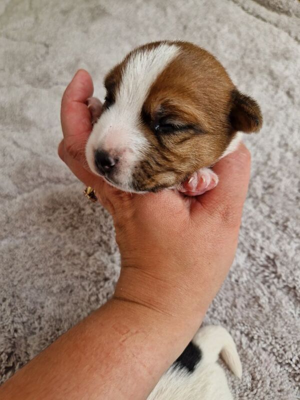Beautiful Jack Russells for sale in South Lanarkshire - Image 5