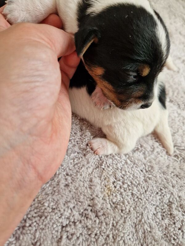 Beautiful Jack Russells for sale in South Lanarkshire - Image 6