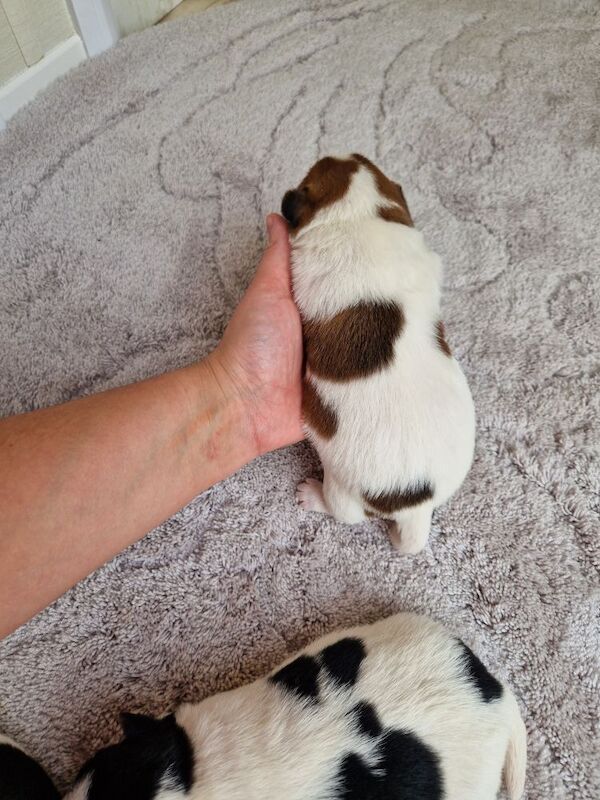 Beautiful Jack Russells for sale in South Lanarkshire - Image 7