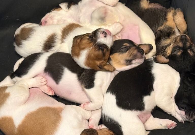 Beautiful Jackapoo litter of puppies