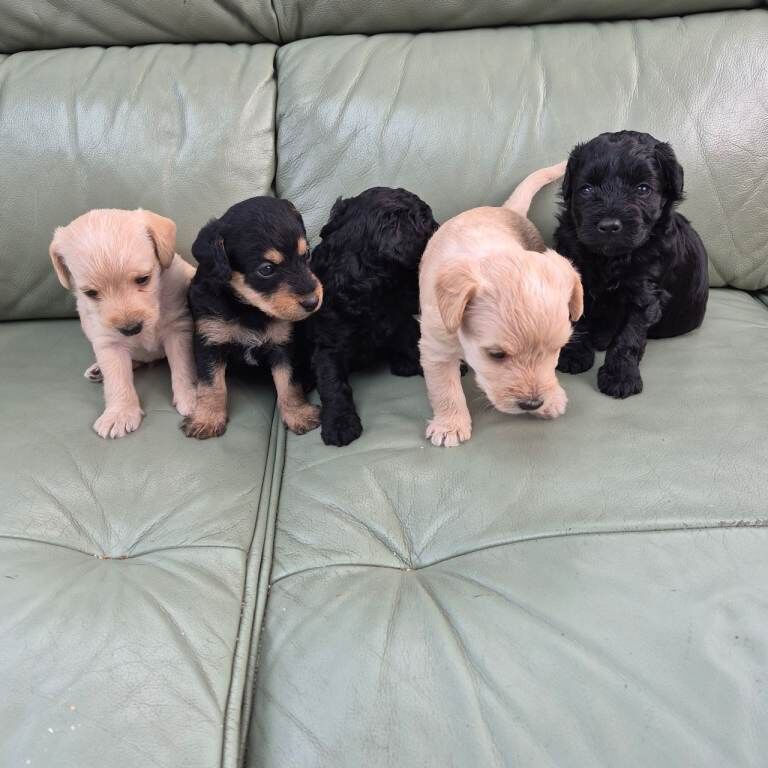 Beautiful Jackapoo Puppies