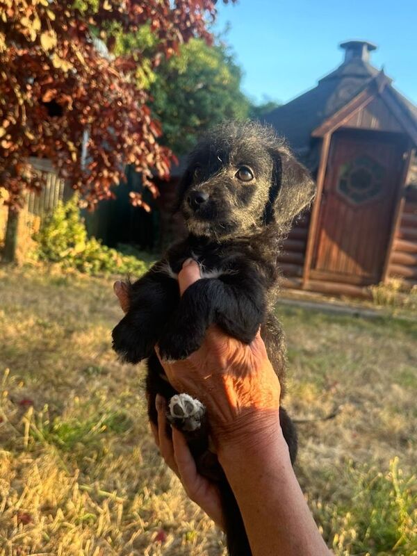 Beautiful jackapoo puppies ready now - Image 2 of 3