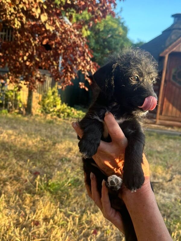 Beautiful jackapoo puppies ready now - Image 3 of 3