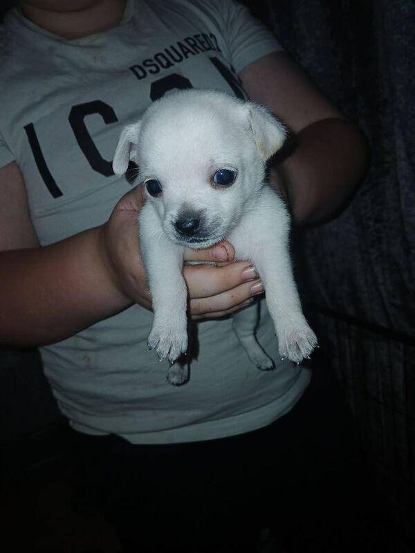 Jack Russell puppies for sale in New Tredegar, Gwent – 6 weeks old
