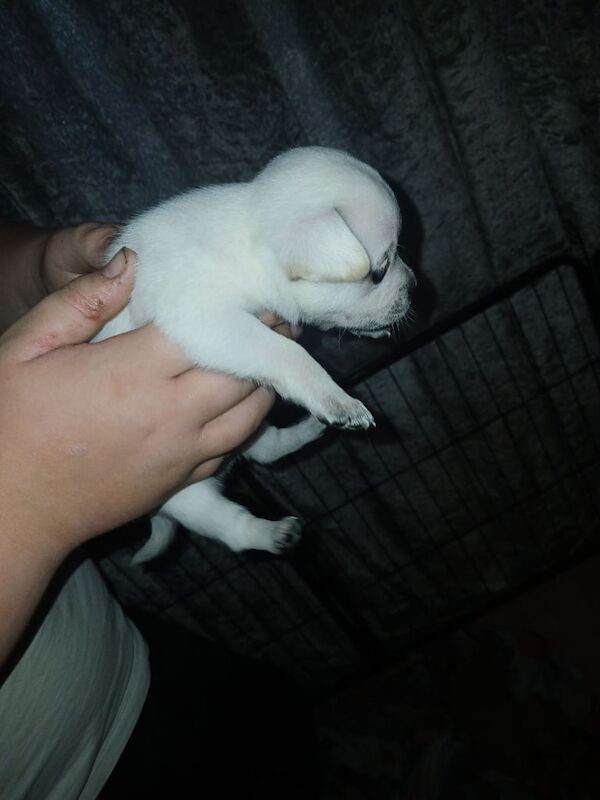 Jack Russell puppies for sale in New Tredegar, Gwent – 6 weeks old - Image 2 of 3