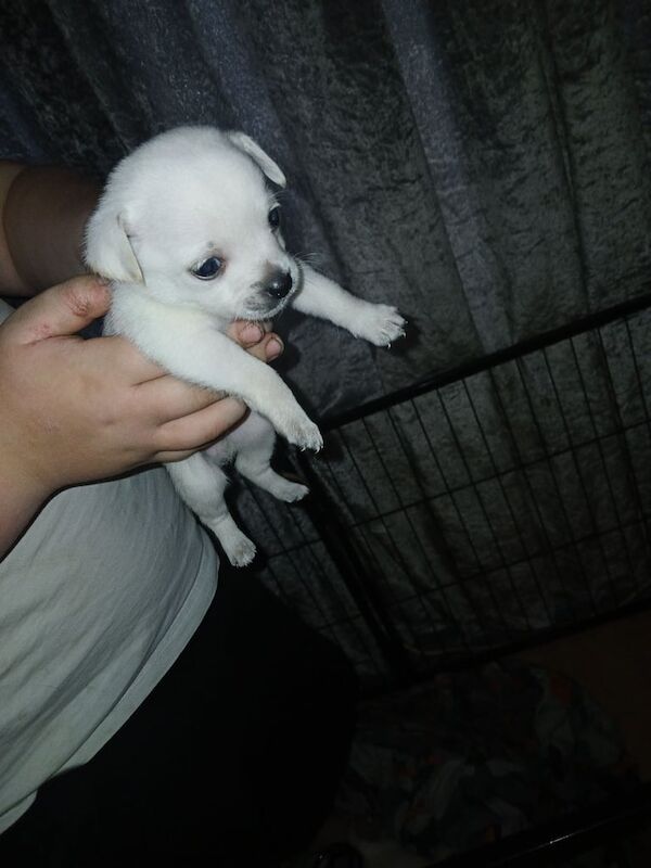 Jack Russell puppies for sale in New Tredegar, Gwent – 6 weeks old - Image 3 of 3