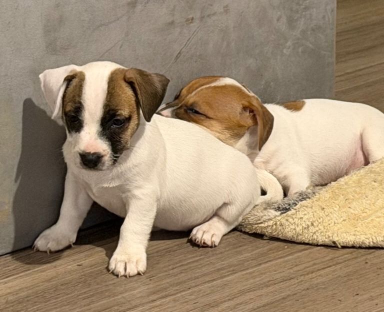 Beautiful litter of 3/4 Jack Russell puppies
