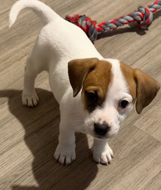 Beautiful litter of 3/4 Jack Russell puppies - Image 2 of 3