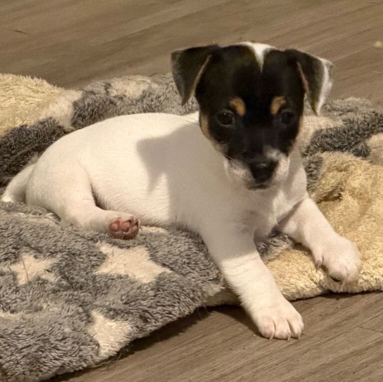 Beautiful litter of 3/4 Jack Russell puppies - Image 3 of 3