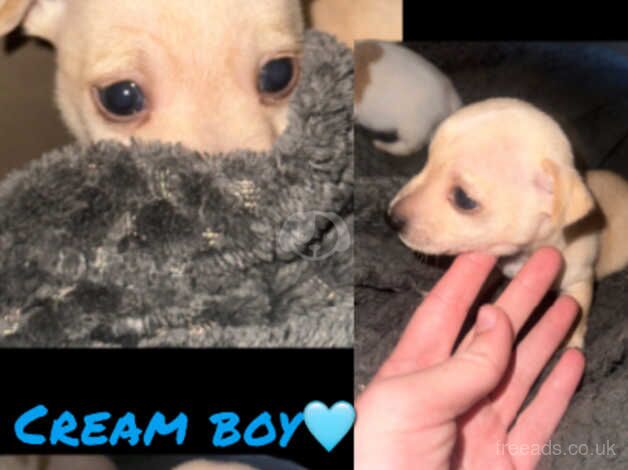 Jack Russell Terrier puppies for sale in Leighton Buzzard, Bedfordshire – 1 year old - Image 1 of 3