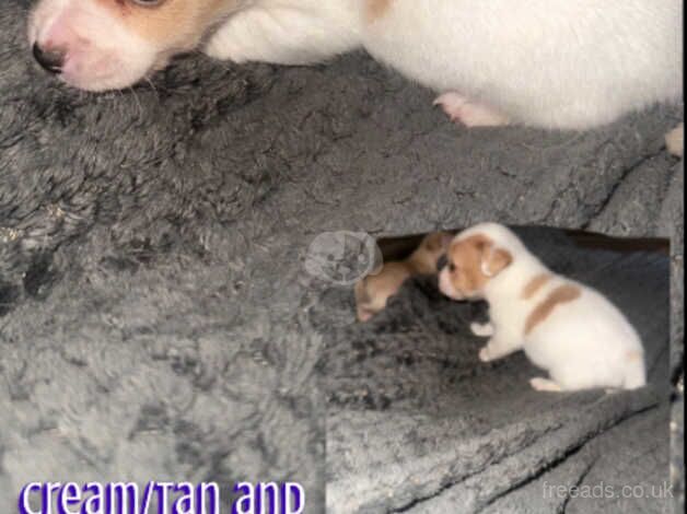 Jack Russell Terrier puppies for sale in Leighton Buzzard, Bedfordshire – 1 year old - Image 2 of 3