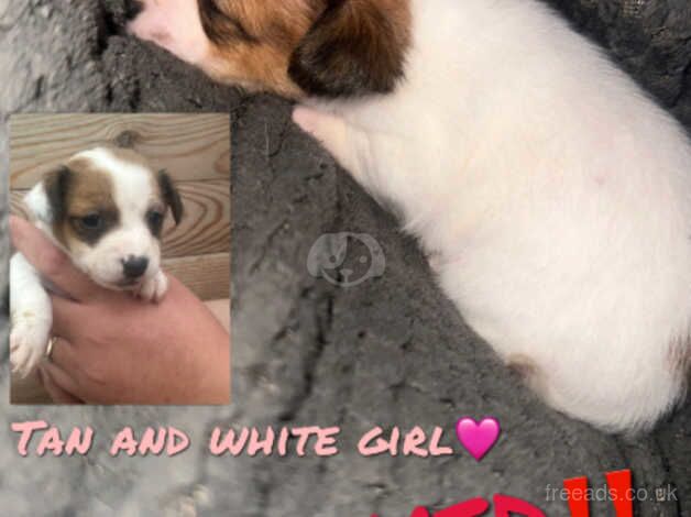 Jack Russell Terrier puppies for sale in Leighton Buzzard, Bedfordshire – 1 year old - Image 3 of 3