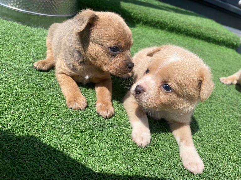 Beautiful miniature shelty cross jack Russell puppies for sale in Port Talbot, West Glamorgan