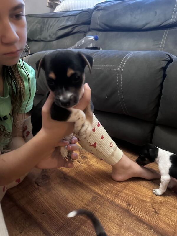 Beautiful rainbow mix jackrussels