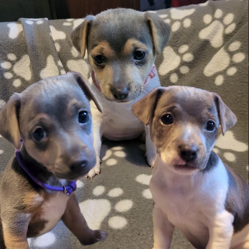 Beautiful Rare Blue minature jack rusell puppies for sale in Walsall, West Midlands - Image 1