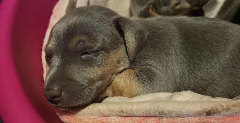 Beautiful Rare Blue minature jack rusell puppies for sale in Walsall, West Midlands - Image 3