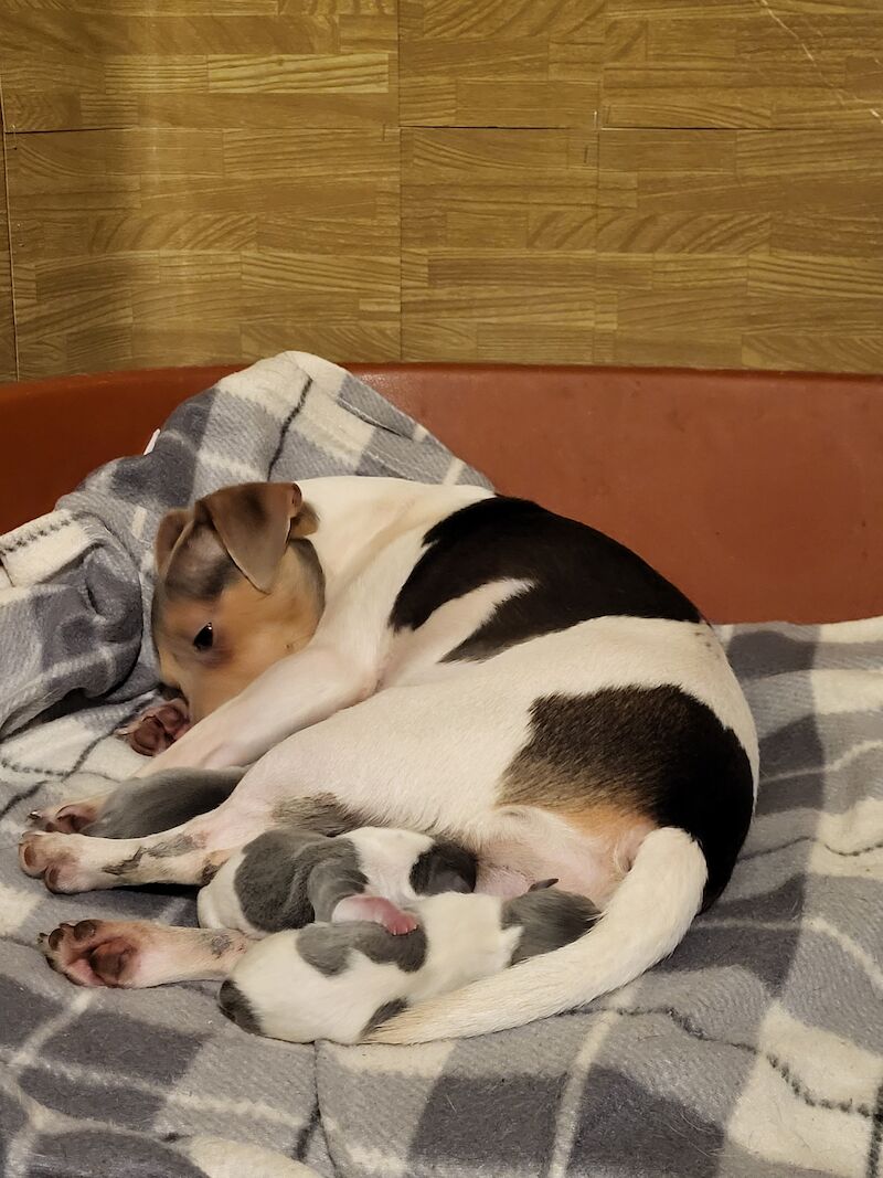 Beautiful Rare Blue minature jack rusell puppies for sale in Walsall, West Midlands - Image 6