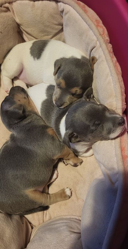 Beautiful Rare Blue minature jack rusell puppies for sale in Walsall, West Midlands - Image 7