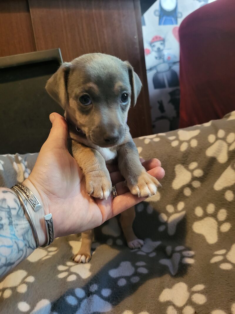 Beautiful Rare Blue minature jack rusell puppies for sale in Walsall, West Midlands - Image 9