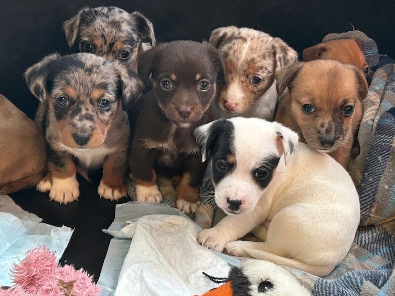 Jack Russell Terrier puppies for sale in Ilkeston, Derbyshire – 6 weeks old