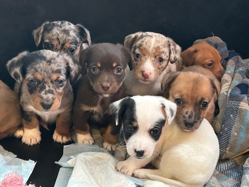 Jack Russell Terrier puppies for sale in Ilkeston, Derbyshire – 6 weeks old - Image 2 of 12