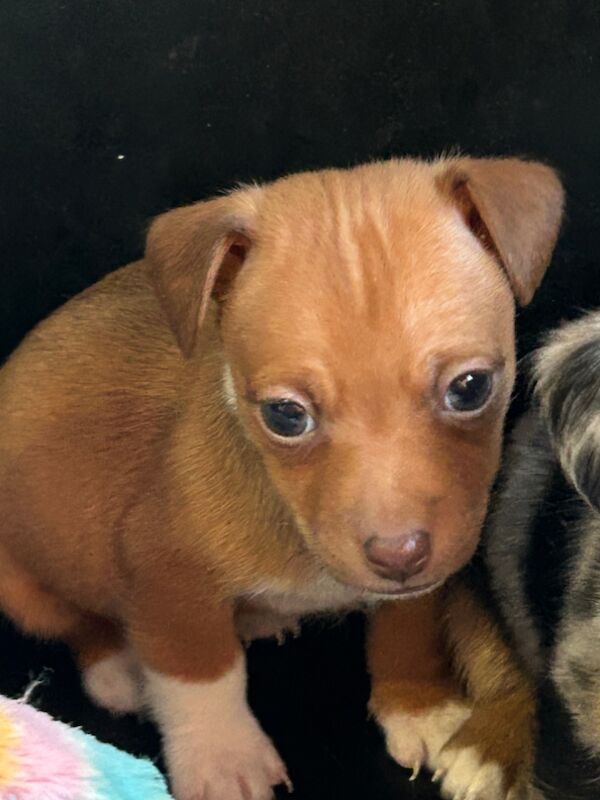 Jack Russell Terrier puppies for sale in Ilkeston, Derbyshire – 6 weeks old - Image 3 of 12