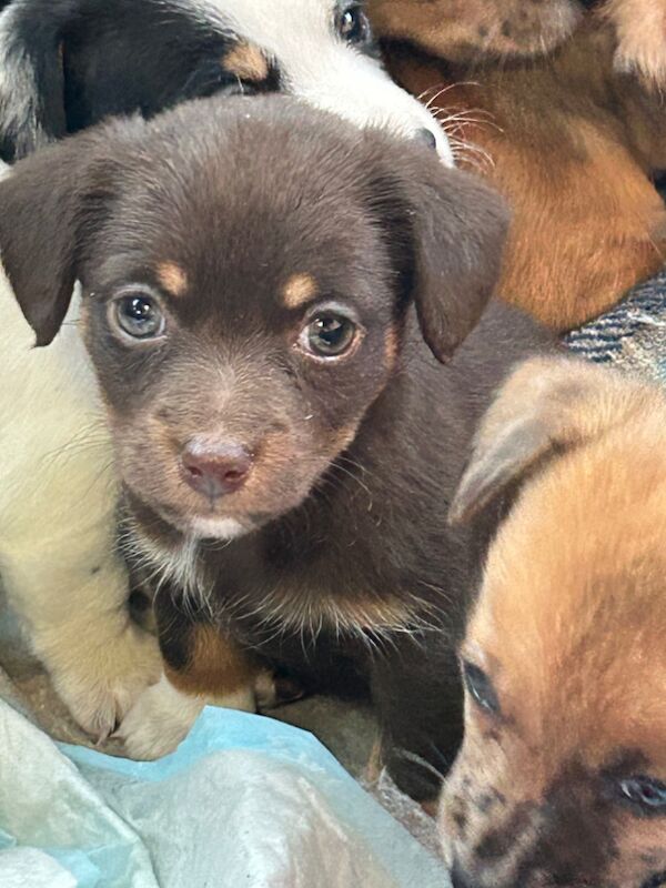 Jack Russell Terrier puppies for sale in Ilkeston, Derbyshire – 6 weeks old - Image 4 of 12