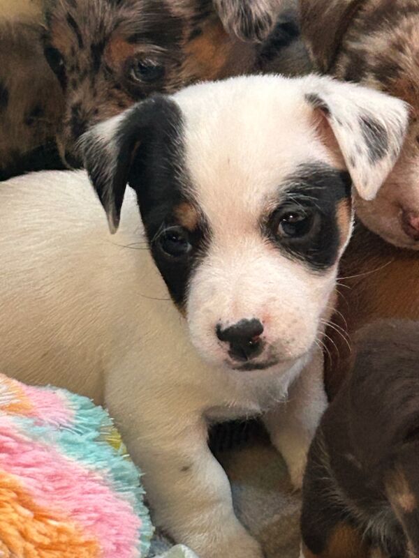 Jack Russell Terrier puppies for sale in Ilkeston, Derbyshire – 6 weeks old - Image 5 of 12