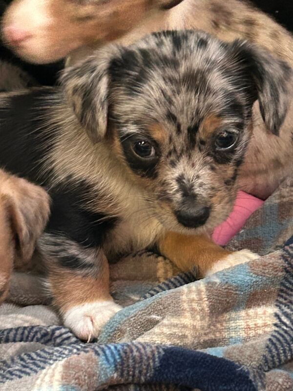 Jack Russell Terrier puppies for sale in Ilkeston, Derbyshire – 6 weeks old - Image 7 of 12