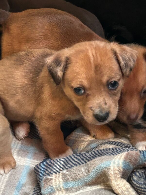 Jack Russell Terrier puppies for sale in Ilkeston, Derbyshire – 6 weeks old - Image 8 of 12