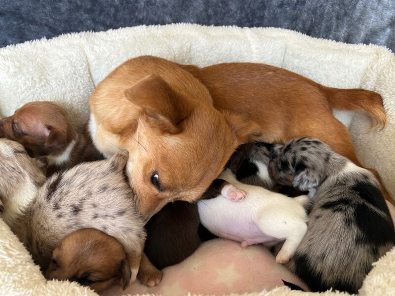 Jack Russell Terrier puppies for sale in Ilkeston, Derbyshire – 6 weeks old - Image 9 of 12