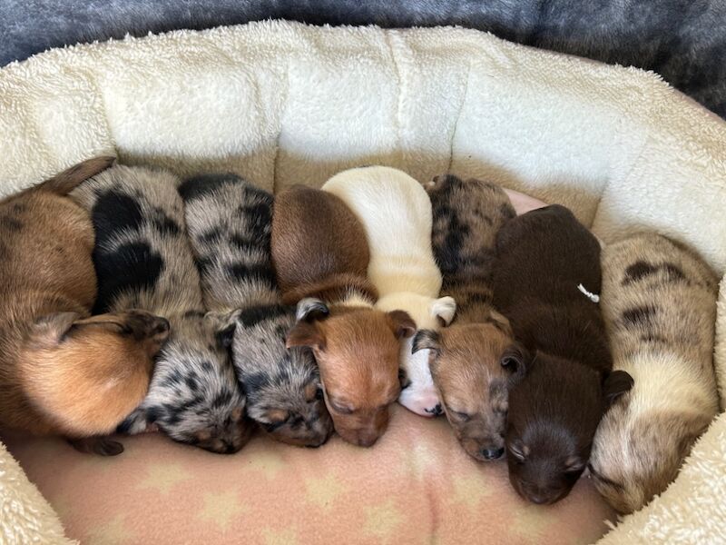 Jack Russell Terrier puppies for sale in Ilkeston, Derbyshire – 6 weeks old - Image 10 of 12