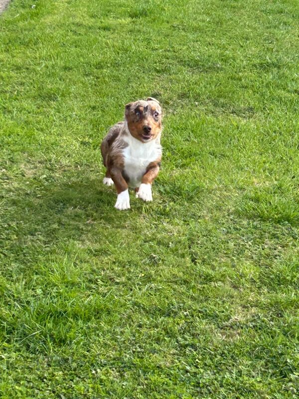 Jack Russell Terrier puppies for sale in Ilkeston, Derbyshire – 6 weeks old - Image 12 of 12