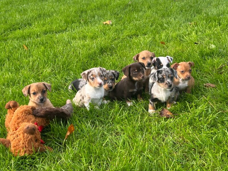 Jack Russell Terrier puppies for sale in Ilkeston, Derbyshire – 7 weeks old