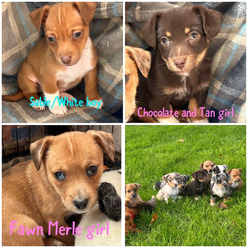 Jack Russell Terrier puppies for sale in Ilkeston, Derbyshire – 8 weeks old