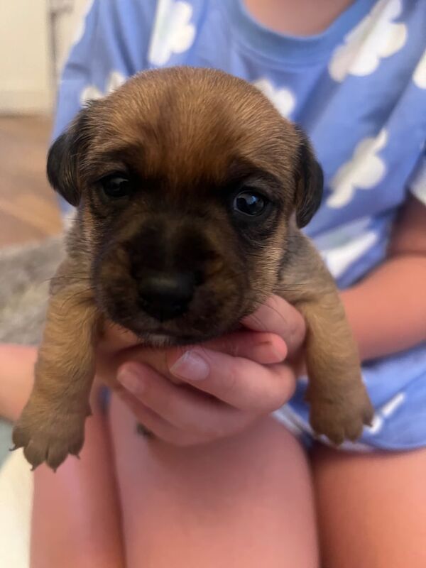 Jack Russell puppies for sale in Barry, Angus – 5 weeks old