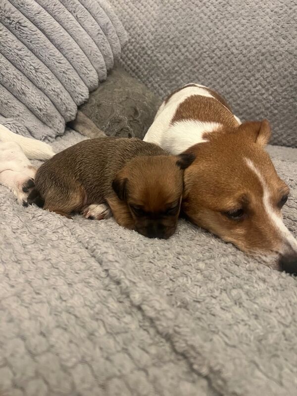 Jack Russell puppies for sale in Barry, Angus – 5 weeks old - Image 2 of 3