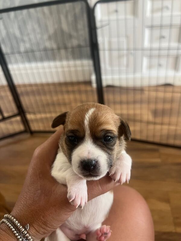 Jack Russell puppies for sale in Barry, Angus – 5 weeks old - Image 3 of 3