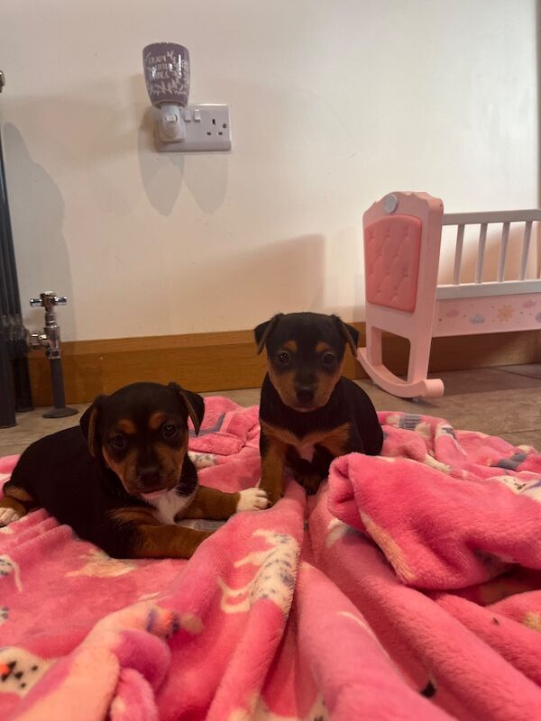 Beautiful small smooth black & tan Jack Russell’s