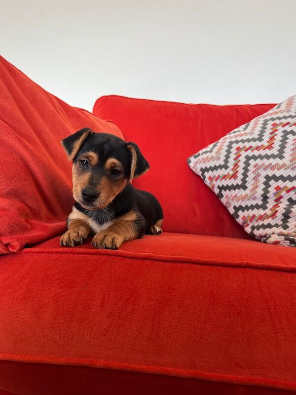 Beautiful small smooth black & tan Jack Russell’s